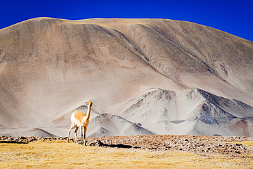 Vicuna on the high-altitude plateau, Puna, Argentina