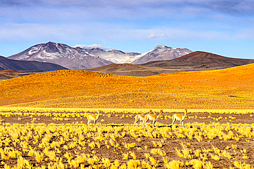 Vicuas among yellow shrubs, Puna, Argentina