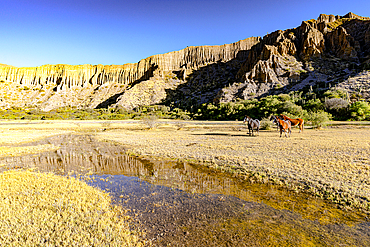 Horses, Tumbaya, Jujuy, Argentina