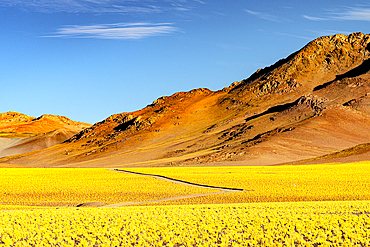 Path among yellow shrub fields, Puna, Argentina