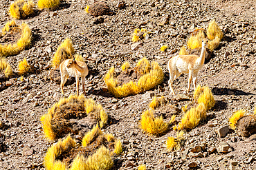 Vicunas, Vega de los Colorados, Puna, Catamarca, Argentina