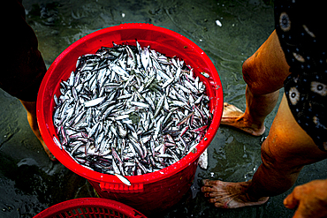 Fresh fish at Tam Tien Fish Market, Quang Nam Province, Central Vietnam