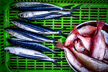 Fresh fish at Tam Tien Fish Market, Quang Nam Province, Central Vietnam