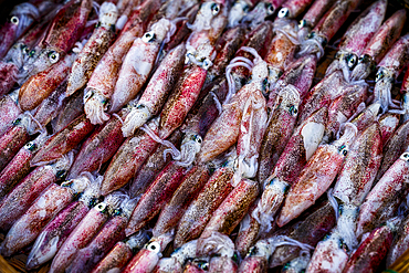 Squids at Tam Tien Fish Market, Quang Nam Province, Central Vietnam