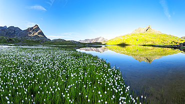 Summer bloom of cotton grass on green meadows surrounding Lago Bianco lake, Gavia Pass, Valfurva, Valtellina, Lombardy, Italy