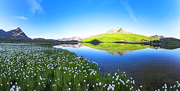 Aerial panoramic of cotton grass in bloom on shores of pristine Lago Bianco lake, Gavia Pass, Valfurva, Valtellina, Lombardy, Italy