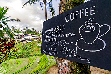 Hand-painted sign offering Luwak coffee and free tastings overlooking rice terraces, Licin, Bali, Indonesia