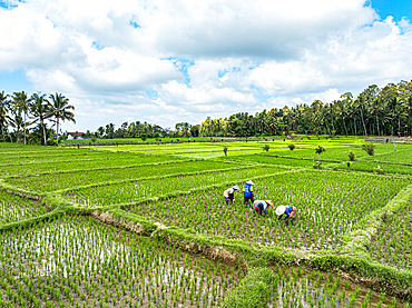 Rice farmers in traditional hats harvesting crops, Bali, Indonesia