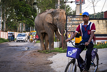 GUWAHATI, INDIA - AUGUST 14: Curious onlookers watch a wild elephant on road near Narengi Army Camp in Guwahati, India on August 14, 2025.