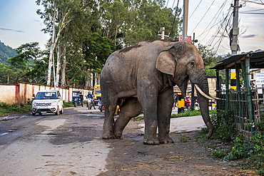 GUWAHATI, INDIA - AUGUST 14: A wild elephant with an injured leg pushes over a structure near a street near Narengi Army Camp in Guwahati, India on August 14, 2025.