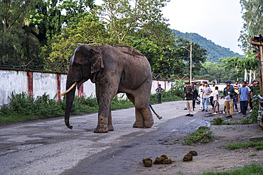 GUWAHATI, INDIA - AUGUST 14: Forest guards try to drive away a wild elephant wandering on a road near Narengi Army Camp in Guwahati, India on August 14, 2025.