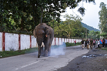 GUWAHATI, INDIA - AUGUST 14: Forest guards use firecrackers to drive away a wild elephant wandering on a road near Narengi Army Camp in Guwahati, India on August 14, 2025.