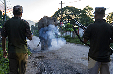 GUWAHATI, INDIA - AUGUST 14: Forest guards use firecrackers to drive away a wild elephant wandering on a road near Narengi Army Camp in Guwahati, India on August 14, 2025.