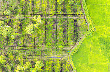 Aerial view of lush green rice fields blending seamlessly with neatly arranged tea plantations in Assam, India, showcasing the region’s rich agricultural landscape.