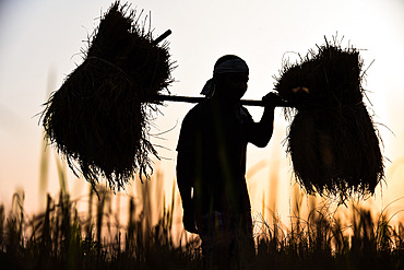 A farmer carries harvested paddy during sunset