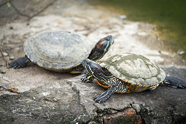 Red eared slider turtles bask near a pond