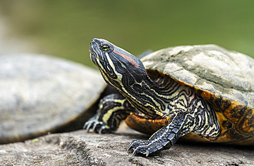 Red eared slider turtles bask near a pond