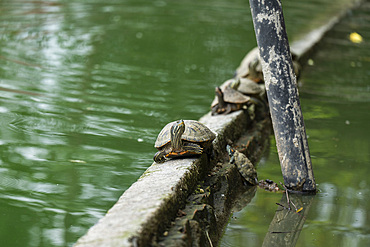 Red eared slider turtles bask near a pond
