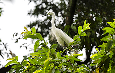 An egret bird perched on a tree