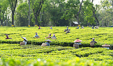 Group of Women tea pluckers in Assam, India