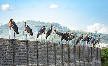 Greater adjutant storks sits near a garbage dumping site.