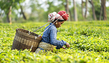Women tea pluckers in Assam, India