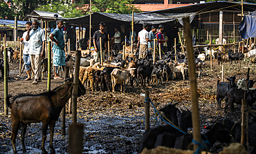 Livestock vendors selling goats at a cattle market in Guwahati, India on June 6, 2025.
