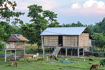 Bokakhat, Assam, India. 11 April 2025. A woman working in her bamboo made traditional Mising community Chang Ghar (stilt house) in Bokakhat, India.