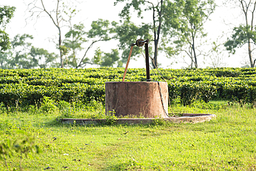 A well in a tea estate