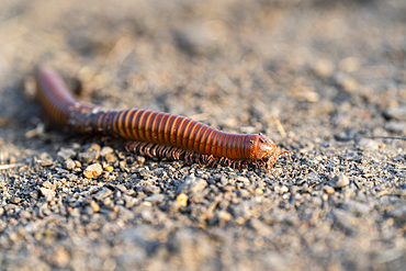 rusty millipede or common Asian millipede