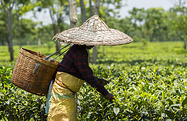 A woman worker plucking or harvesting tea leafs wearing traditional conical hat or Jaapi at a tea estate in Golaghat, Assa, India on June 12, 2025.