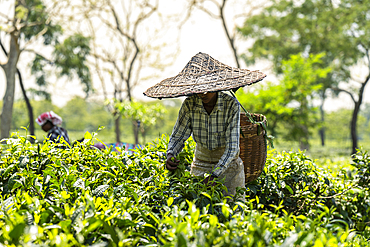 A woman worker plucking or harvesting tea leafs wearing traditional conical hat or Jaapi at a tea estate in Golaghat, Assa, India on June 12, 2025.