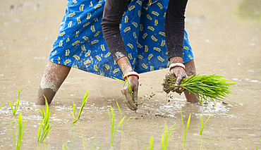 Women plant rice saplings in a paddy field.