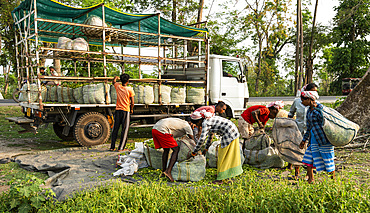 Women tea pluckers deposit their plucked tea leafs in Assam, India