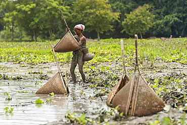 BAKSA, INDIA- JULY 12: Tribal women engage in traditional fishing using Jakoi, a bamboo fishing tool, in a shallow wetland in Baksa, India on July 12, 2025.