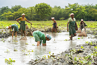 BAKSA, INDIA- JULY 12: Tribal women engage in traditional fishing using Jakoi, a bamboo fishing tool, in a shallow wetland in Baksa, India on July 12, 2025.