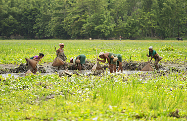 BAKSA, INDIA- JULY 12: Tribal women engage in traditional fishing using Jakoi, a bamboo fishing tool, in a shallow wetland in Baksa, India on July 12, 2025.