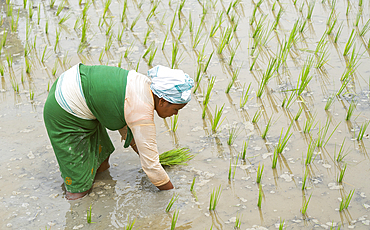 BAKSA, INDIA- JULY 12: A tribal woman transplant rice seedlings in a waterlogged paddy field in Baksa, India on July 12, 2025.