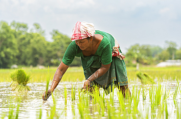 BAKSA, INDIA- JULY 12: A tribal woman transplant rice seedlings in a waterlogged paddy field in Baksa, India on July 12, 2025.