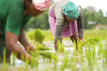 BAKSA, INDIA- JULY 12: Tribal women transplant rice seedlings in a waterlogged paddy field in Baksa, India on July 12, 2025.