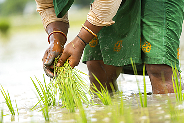 BAKSA, INDIA- JULY 12: A tribal woman transplant rice seedlings in a waterlogged paddy field in Baksa, India on July 12, 2025.