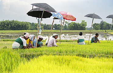 BAKSA, INDIA- JULY 12: Tribal women prepare rice saplings under temporary umbrellas on a hot summer day in a paddy field during the planting season in Baksa, India on July 12, 2025.