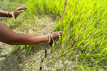 BAKSA, INDIA- JULY 12: Tribal women prepare rice saplings under temporary umbrellas on a hot summer day in a paddy field during the planting season in Baksa, India on July 12, 2025.