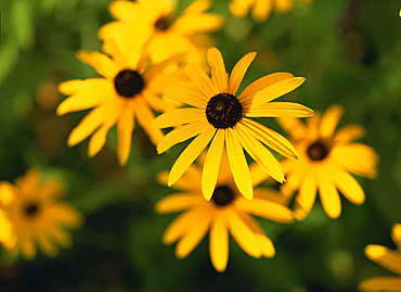 Close-up of yellow Rudbeckia flowers, England, United Kingdom, Europe