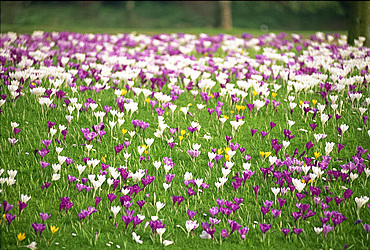 Carpet of crocuses in spring in England, United Kingdom, Europe