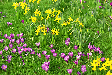 Close-up of daffodils and crocuses in grass in England, United Kingdom, Europe