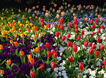 Bed of tulips and pansies in St. James's Park, London, England, United Kingdom, Europe