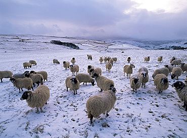 Sheep in the Dales in winter, Yorkshire, England, United Kingdom, Europe