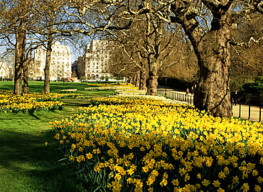 Daffodiles in Green Park, London, England, United Kingdom, Europe