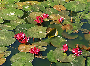 Pink lotus blossoms in Thailand, Southeast Asia, Asia